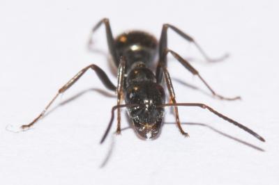 <i>Formica gagates</i>