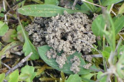 <i>Andrena</i>