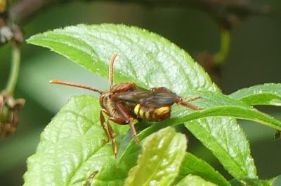 <i>Nomada lathburiana</i>