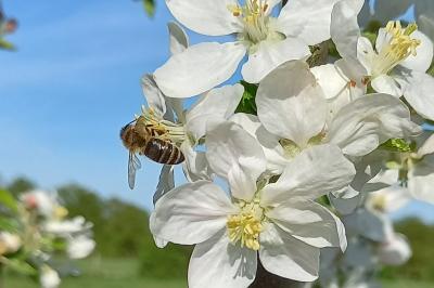 <i>Apis mellifera</i>