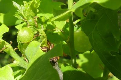 <i>Cynips quercusfolii</i>