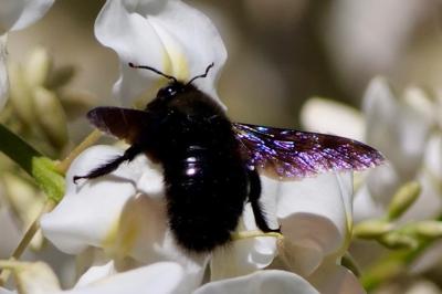 <i>Xylocopa violacea</i>