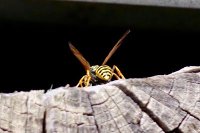 <i>Polistes dominula</i>