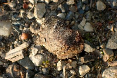 <i>Andricus quercuscalicis</i>