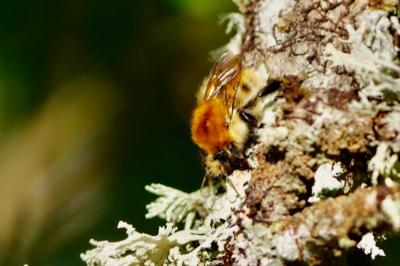 <i>Bombus</i>
