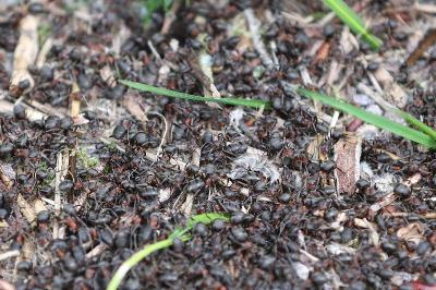 <i>Formica rufa</i>