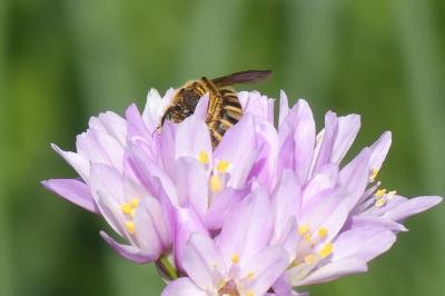 <i>Halictus</i>