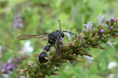 <i>Eumenes pomiformis</i>