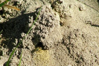 <i>Lasioglossum</i>
