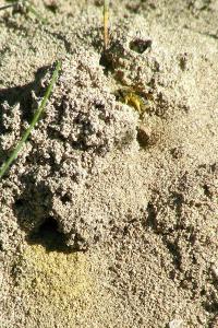 <i>Lasioglossum</i>