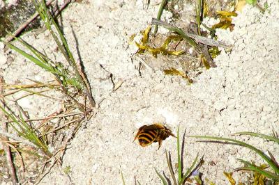 <i>Halictus scabiosae</i>