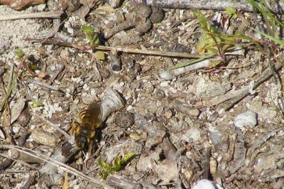 <i>Halictus scabiosae</i>