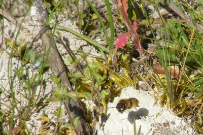 <i>Halictus scabiosae</i>
