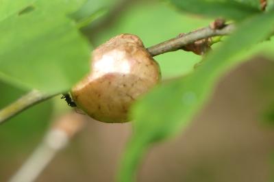 <i>Biorhiza pallida</i>