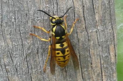 <i>Vespula germanica</i>