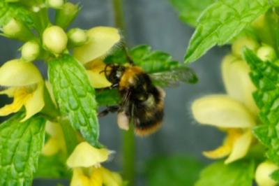 <i>Bombus pratorum</i>