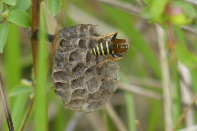 <i>Polistes</i>