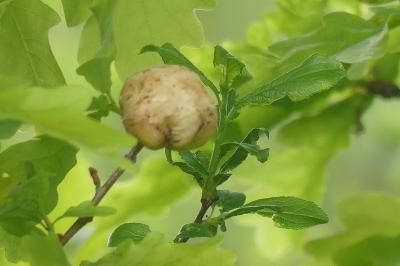 <i>Biorhiza pallida</i>