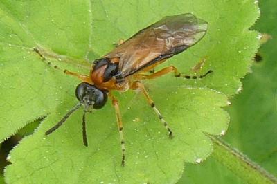 <i>Athalia rosae</i>