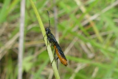 <i>Calameuta pygmaea</i>