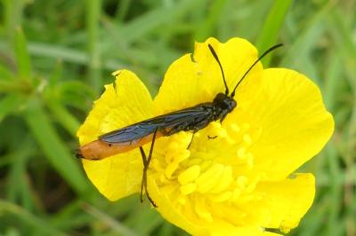 <i>Calameuta pygmaea</i>