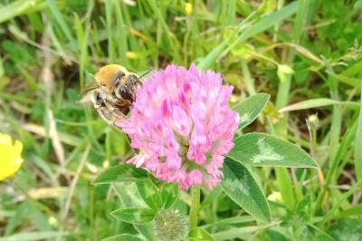 <i>Anthophora plumipes</i>