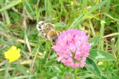 <i>Anthophora plumipes</i>