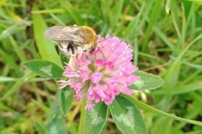 <i>Anthophora plumipes</i>