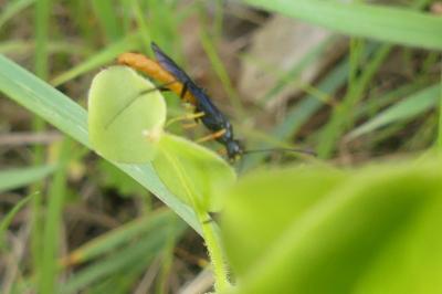 <i>Calameuta pygmaea</i>