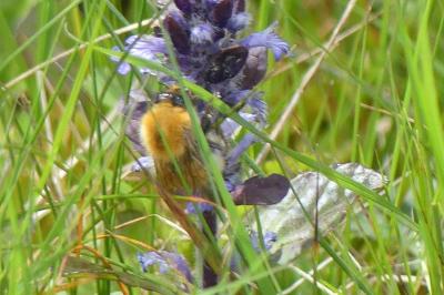 <i>Bombus sp (pascuorum/humilis/muscorum)</i>