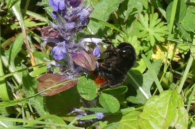 <i>Bombus lapidarius</i>