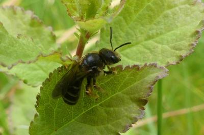 <i>Lasioglossum</i>