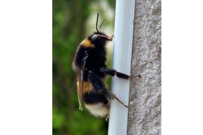 <i>Bombus</i>