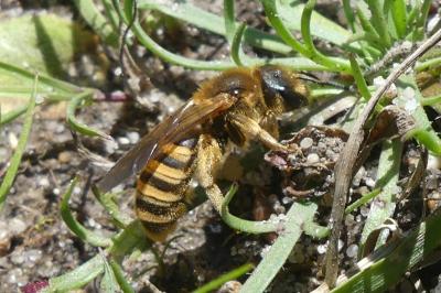 <i>Halictus</i>