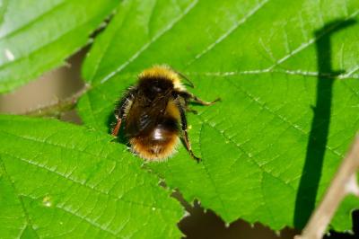 <i>Bombus pratorum</i>