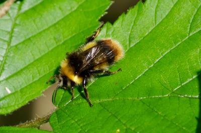 <i>Bombus pratorum</i>