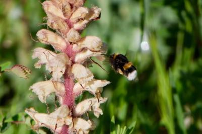 <i>Bombus</i>