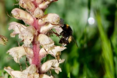 <i>Bombus</i>