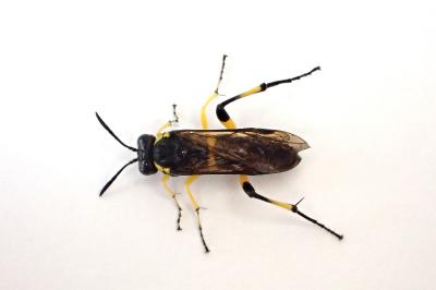 <i>Macrophya montana</i>