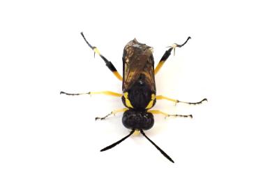 <i>Macrophya montana</i>