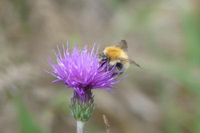 <i>Bombus sp (pascuorum/humilis/muscorum)</i>