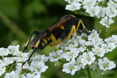 <i>Macrophya montana</i>