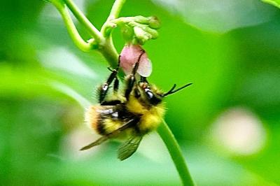 <i>Bombus pratorum</i>
