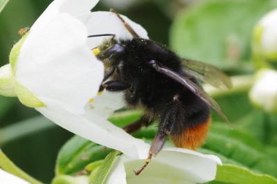 <i>Bombus lapidarius</i>