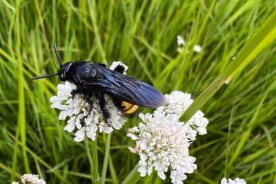 <i>Scolia hirta</i>