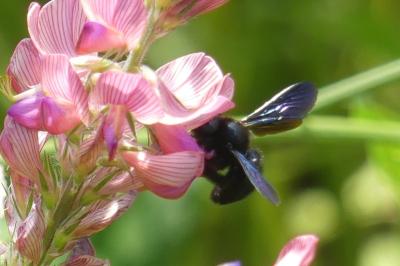 <i>Xylocopa</i>