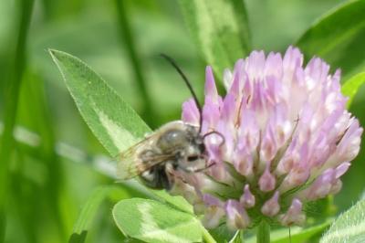 <i>Eucera</i>
