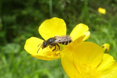<i>Andrena</i>