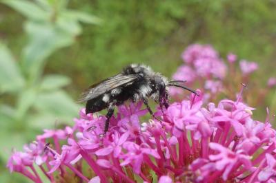 <i>Andrena agilissima</i>