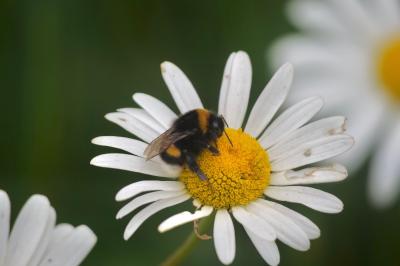 <i>Bombus</i>